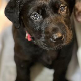 Dilute Retrievers and Labrador Retrievers from Vacationland Labs LLC