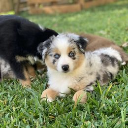 Miniature Australian Shepherd Puppies from Firefly River Mini Aussies