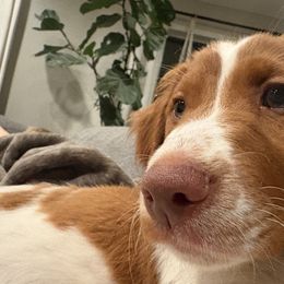 Brittany Puppies from Caliah Brittanys