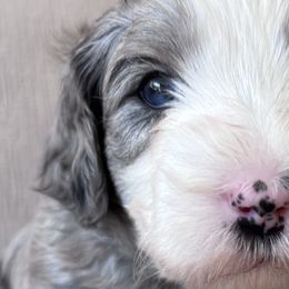 Sheepadoodles from Sheepadoodle Doo