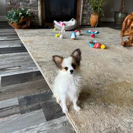 Ready Now.  Lucie's white and sable boy 2 - White and sable male Papillon puppy in Shirley, Arkansas from Lucky Pups