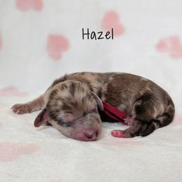 Hazel - Dapple female Dachshund puppy in Danbury, New Hampshire from Maplewood Mountain Farm