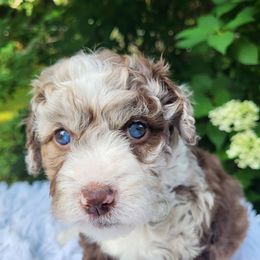 Phoebe - Merle female Bernedoodle puppy in Fairmont, West Virginia from Mountainside Doodles, LLC