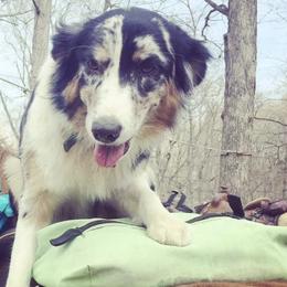 Australian Shepherds from Althoff’s Australian Shepherds