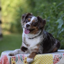 Merrilee - Miniature American Shepherd