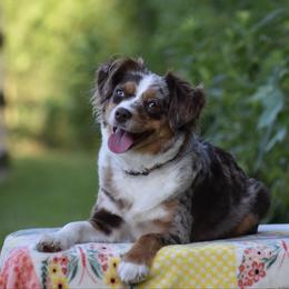 Merrilee - Miniature American Shepherd