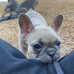 French Bulldog Puppies from Blue Lotus Frenchies