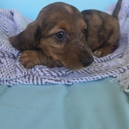 Little Red - Dapple male Dachshund puppy in Riverdale, Utah from Behive Doxies
