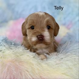 Telly - Caramel male Australian Labradoodle puppy in Londonderry, New Hampshire from Granite State Labradoodles