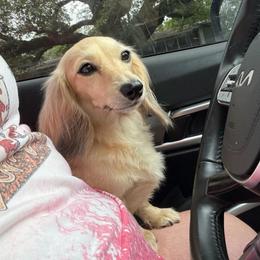 Lucy - Cream female Dachshund puppy in Hornbeck, Louisiana from A&Z Mini Dachshunds