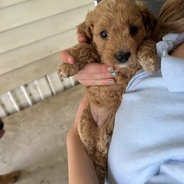 Cockapoo Puppies from Southern Belle Cockapoos