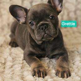 Grettie - Tricolors female French Bulldog puppy in Neosho, Missouri from K2S Frenchies