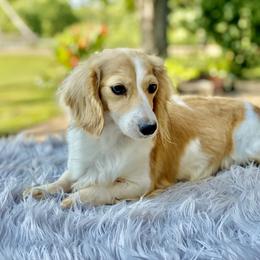 Sugar - Dachshund