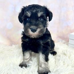 Yellow Collar - Black and silver female Miniature Schnauzer puppy in Springfield, Tennessee from My Lovable Schnauzers