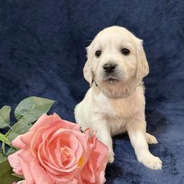 Daphne (Ruthie Sue) - Light golden female Golden Retriever puppy in Conroe, Texas from Tails of Cypress