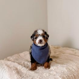 Mactan - Tri-color male Bernedoodle puppy in Cold Spring, Minnesota from A.N.A. Doodles
