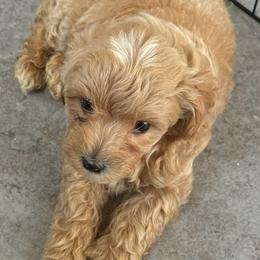 Martin - Apricot male Maltipoo puppy in Buffalo, New York from Debra Stacey's Maltipoo Puppies