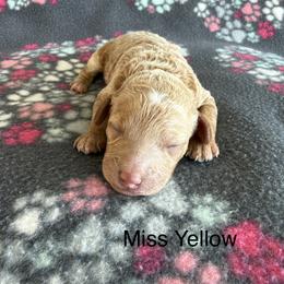 Miss Yellow - Apricot female Goldendoodle puppy in Lowville, New York from Valley View Doodles