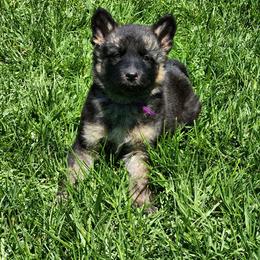 Yamina - Black and tan female German Shepherd puppy in Whitewater, California from Vom Haus Metzler Shepherds