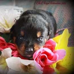 Rottweiler Puppies from C&C Royal Rottweilers