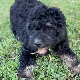 Travolta - Phantom male Goldendoodle puppy in Grove, Oklahoma from Guinn Family Farms
