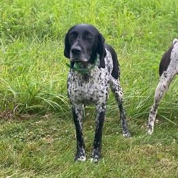 German Shorthaired Pointers from Hurricane Kennel
