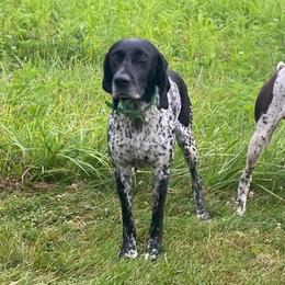 German Shorthaired Pointers from Hurricane Kennel