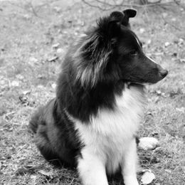 Brioche - Shetland Sheepdog