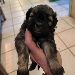 Dark brown female - Sable female Shih Tzu puppy in Missouri from Anna's Babies in the Midwest