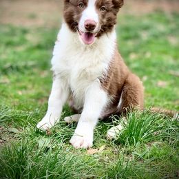 Border Collie Puppies from Beloved Border Collies