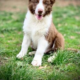 Border Collie Puppies from Beloved Border Collies