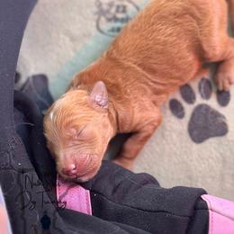 Goldendoodle Puppies from North Star Dog Training