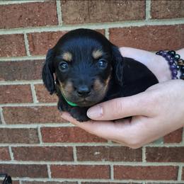 Malibu - Black and tan female Dachshund puppy in Statesville, North Carolina from Dannie's Doxies