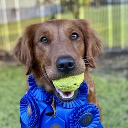 Golden Retriever Puppies from True Grit Golden Retrievers