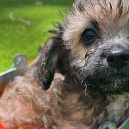 Assorted Doodle Crosses from Jakoury's Chi-Poos
