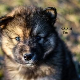 Alaskan Malamute Puppies from North Shore Alaskan Malamutes