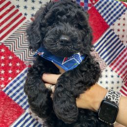 Goldendoodle Puppies from Magnolia Mini Goldendoodles