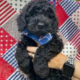 Goldendoodle Puppies from Magnolia Mini Goldendoodles