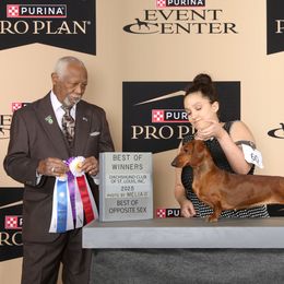 Dachshund puppies from NanoDachs