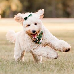 Goldendoodle puppies from Amber Moon Goldendoodles