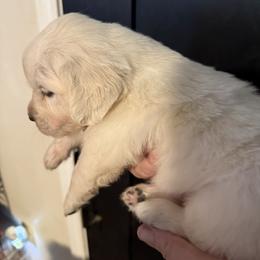 Female 6 - Light golden female Golden Retriever puppy in College Station, Texas from Golden Care Golden Retrievers