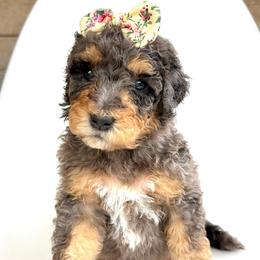 Harbor - Blue merle female Bernedoodle puppy in Pulaski, Tennessee from Doodle My Heart