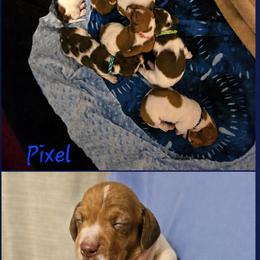 Pixel - Piebald male Dachshund puppy in New Caney, Texas from BouncinMiniWeenies