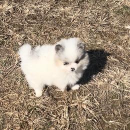 Milano - Blue merle female Pomeranian puppy in Buck Valley, Pennsylvania from Buck Valley Pomeranians