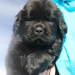 Drake - Black male Newfoundland puppy in Kimball Twp, Michigan from Pine River Newfoundlands