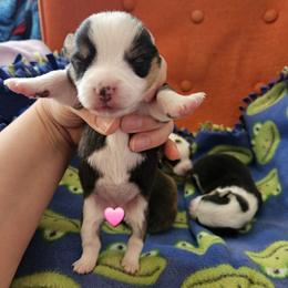 Hall - Black and tan female Pembroke Welsh Corgi puppy in Frontenac, Kansas from Holloway Corgis