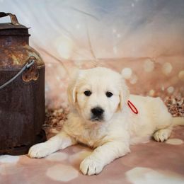 Golden Retriever Puppies from ElkRidge Goldens