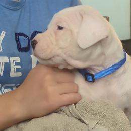 Licht - male Dogo Argentino puppy in Morgan Hill, Pennsylvania from De la Fuerza De Dios