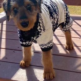 Airedale Terrier Puppies from Pilots Acres