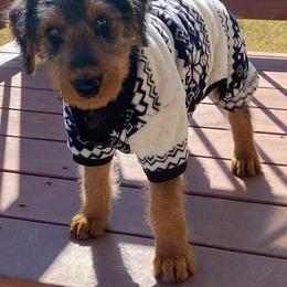 Airedale Terrier Puppies from Pilots Acres